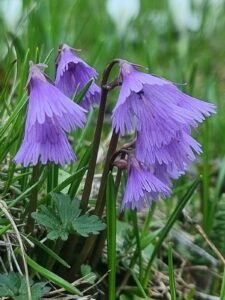 fleurs violette fleurs violette
