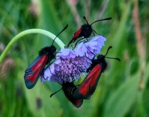 insectes